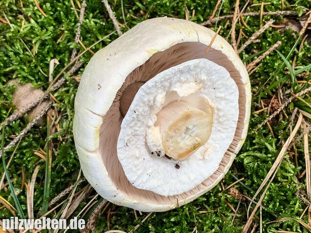Dünnfleischiger Anischampignon, Agaricus silvicola