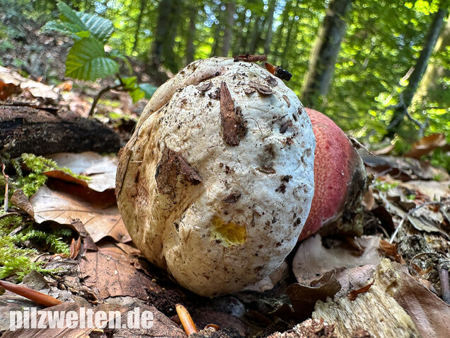 Blasshütiger Purpurröhrling, Rubroboletus rhodoxanthus