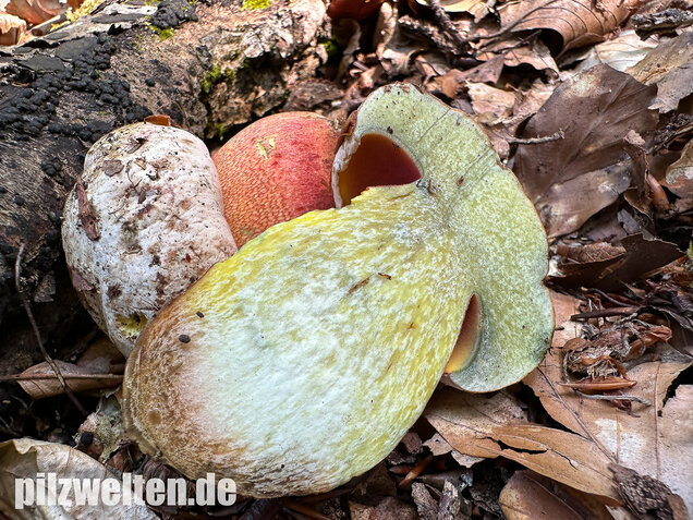 Blasshütiger Purpurröhrling, Rubroboletus rhodoxanthus