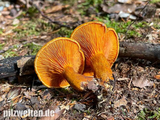 Brauner Afterleistling, Hygrophoropsis rufa
