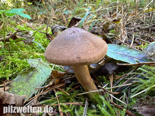 Braunschuppiger Ritterling, Feinschuppiger Ritterling, Tricholoma imbricatum