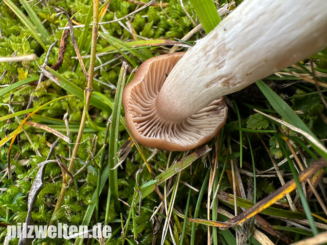 Dattelbrauner Ellerling, Cuphophyllus colemannianus