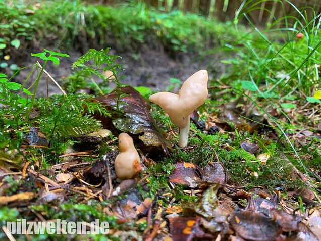 Elastische Lorchel, Helvella elastica