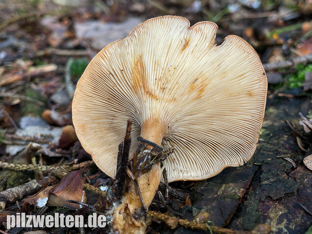 Fuchsiger Röteltrichterling, Paralepista flaccida