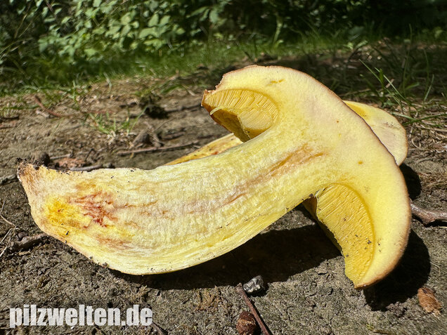 Gehämmerter Röhrling, Hemileccinum depilatum