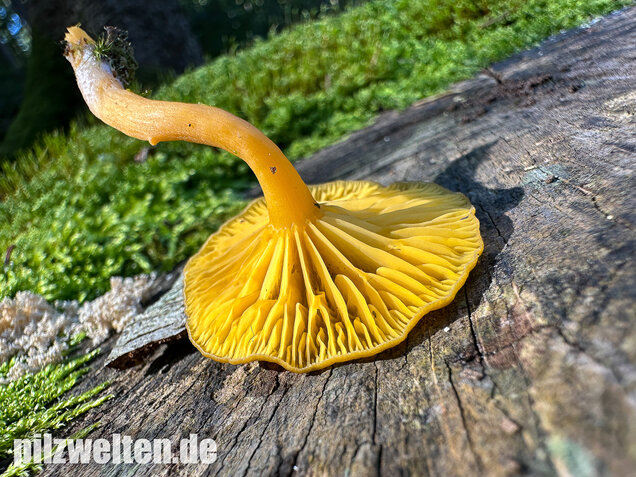 Gelbblättriger Holznabeling, Chrysomphalina chrysophylla
