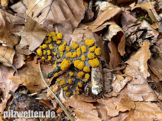 Gelber Eierschleimpilz, Physarum virescens