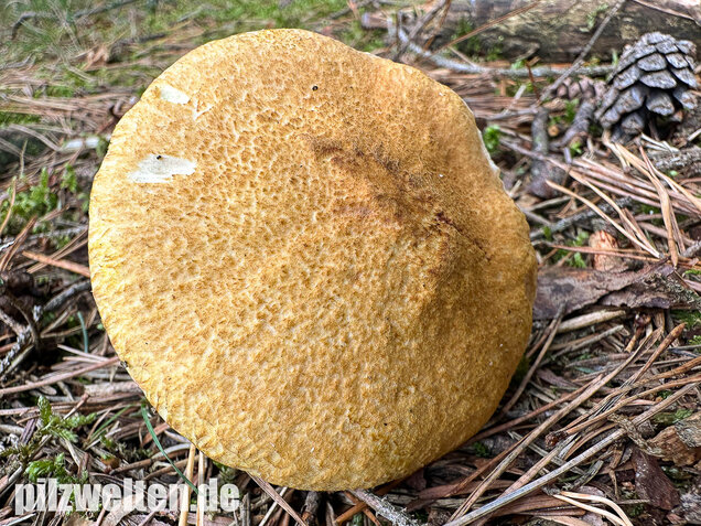 Gelber Hohlfußröhrling, Suillus cavipes var. aureus
