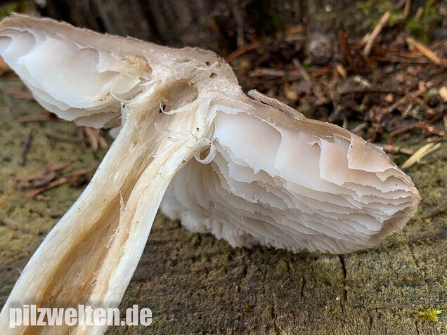 Gemeiner Erdritterling, Tricholoma terreum