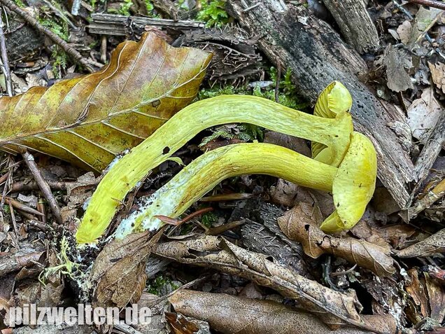 Gemeiner Schwefelritterling, Tricholoma sulphureum