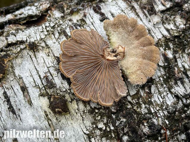 Gemeiner Spaltblättling, Schizophyllum commune