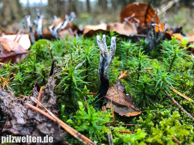 Geweihförmige Holzkeule, Xylaria hypoxylon