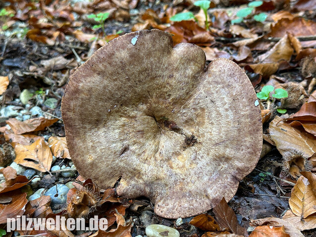 Gezonter Violettmilchling, Lactarius violascens