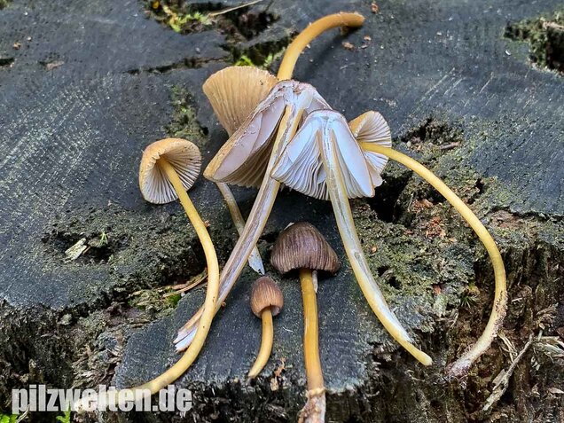 Grünschneidiger Helmling, Mycena viridimarginata