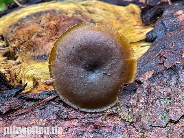 Gurkenschnitzling, Macrocystidia cucumis