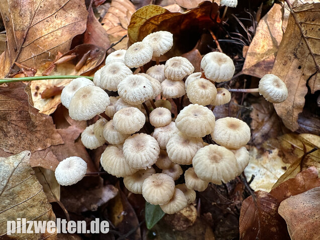 Halsbandschwindling, Marasmius rotula