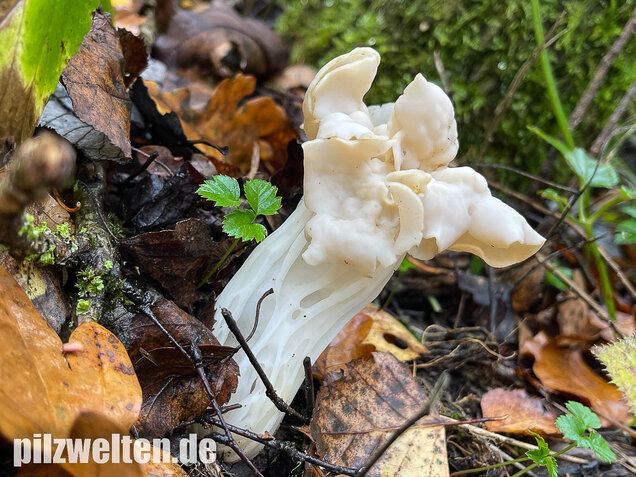 Herbstlorchel, Helvella crispa
