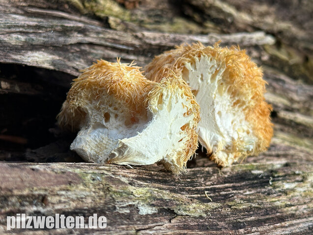 Igelstachelbart, Lion's mane Mushroom, Hericium erinaceus