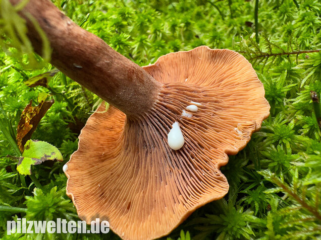 Kampfermilchling, Lactarius camphoratus