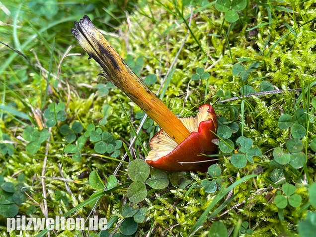 Kegeliger Saftling, Schwärzender Saftling, Hygrocybe conica
