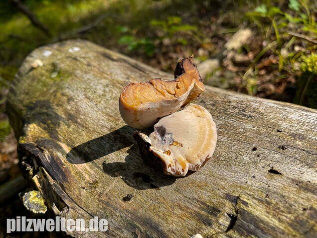 Laubholzharzporling, Ischnoderma resinosum