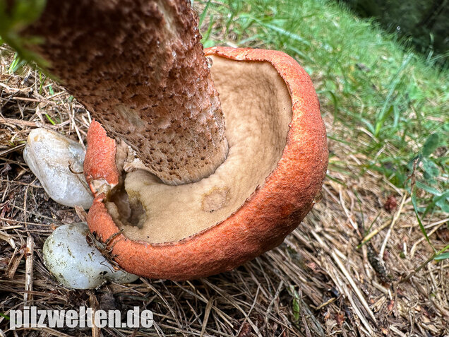 Laubwald-Rotkappe, Eichenrotkappe, Leccinum aurantiacum