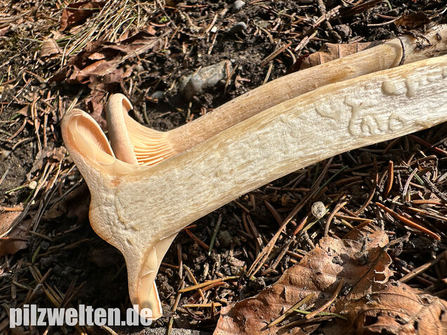 Mönchskopf, Infundibulicybe geotropa