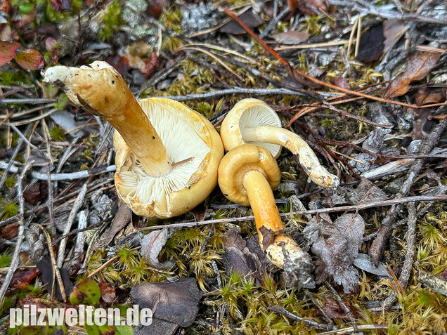 Ockergelber Schleimschirmling, Zhuliangomyces ochraceoluteus