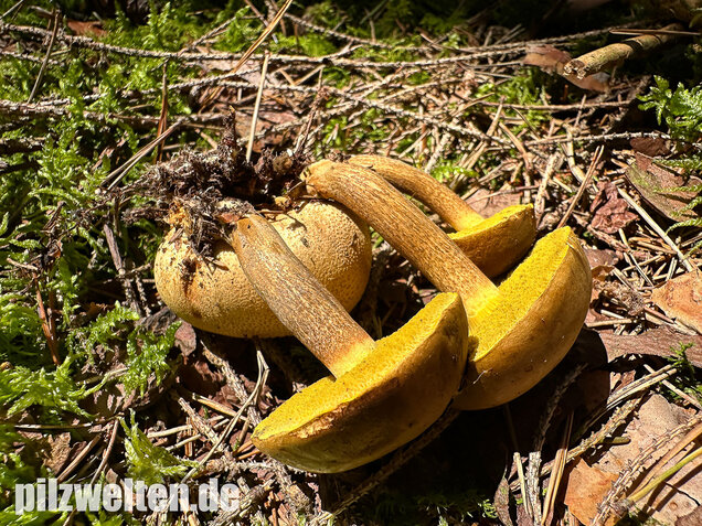 Parasitischer Röhrling, Pseudoboletus parasiticus