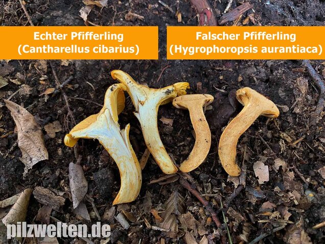 Echter Pfifferling, Cantharellus cibarius
