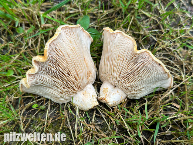Queraderiger Milchling, Lactarius acerrimus