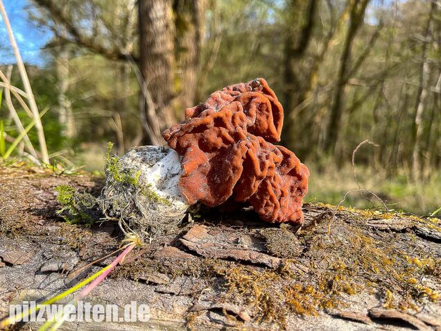 Riesenlorchel, Gyromitra gigas