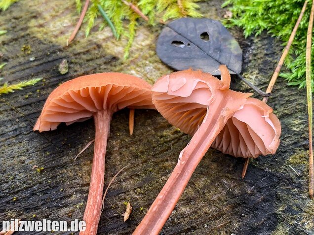 Rötlicher Lacktrichterling, Laccaria laccata