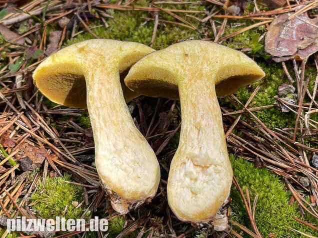 Sandröhrling, Suillus variegatus