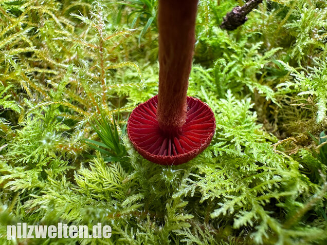 Blutroter Hautkopf, Bluthautkopf, Cortinarius sanguineus