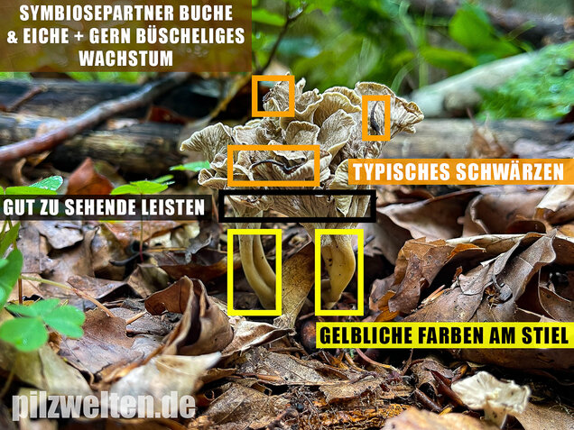 Schwärzender Leistling, Schwärzende Kraterelle, Craterellus melanoxeros