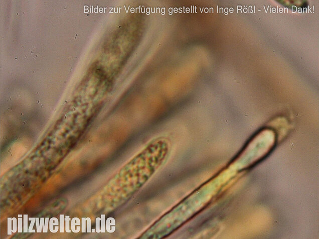Schwarzweißes Filzbecherchen, Tapesia lividofusca