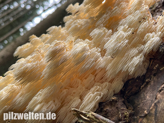 Tannenstachelbart, Hericium flagellum