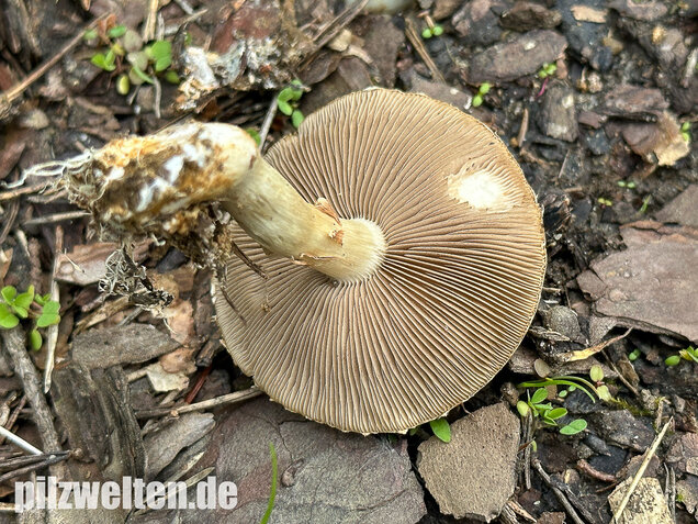 Voreilender Ackerling, Agrocybe praecox