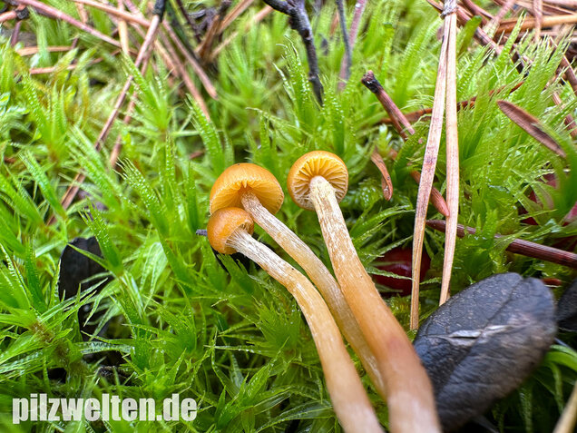 Gesäumter Häubling, Moorhäubling, Galerina paludosa