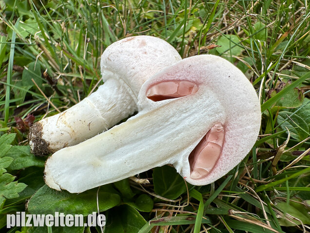 Wiesenchampignon, Wiesenegerling, Erdgürtel, Agaricus campestris