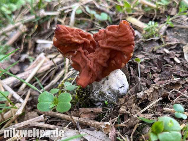 Zipfellorchel, Discina fastigiata