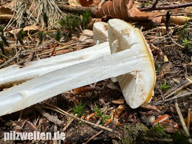 Narzissengelber Knollenblätterpilz, Amanita gemmata