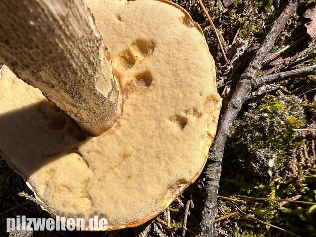 Birkenrotkappe, Leccinum versipelle