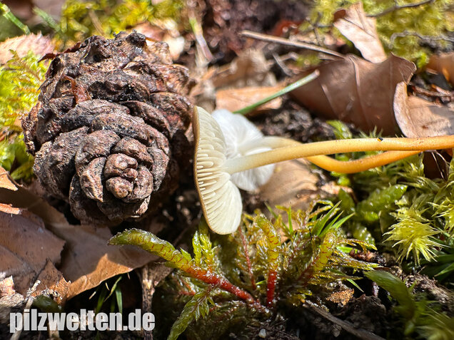 Bitterer Kiefernzapfenrübling, Strobilurus tenacellus