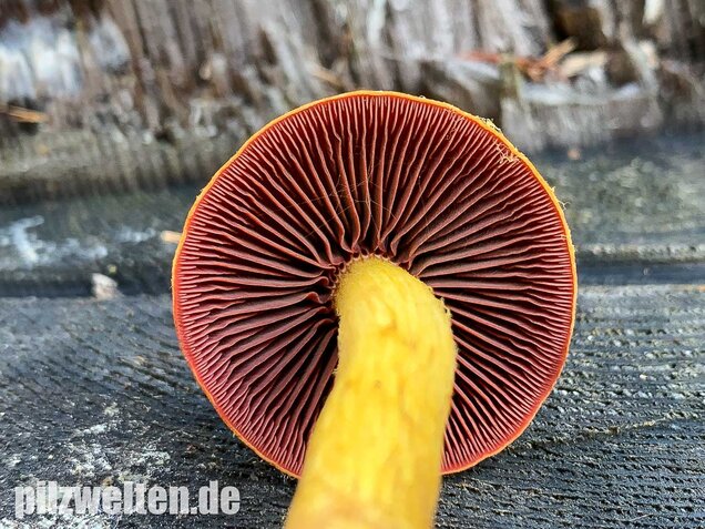 Blutblättriger Hautkopf, Cortinarius semisanguineus