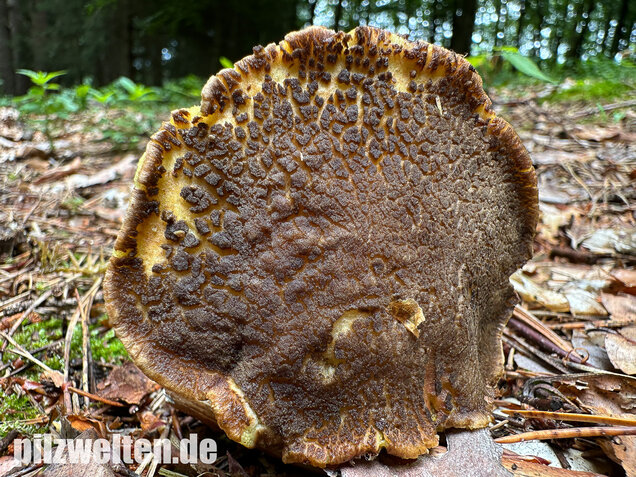 Echter Rotfußröhrling, Xerocomellus chrysenteron