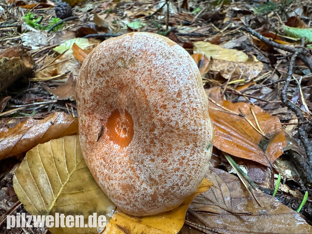 Edelreizker, Kiefernreizker, Blutreizker, Lactarius deliciosus