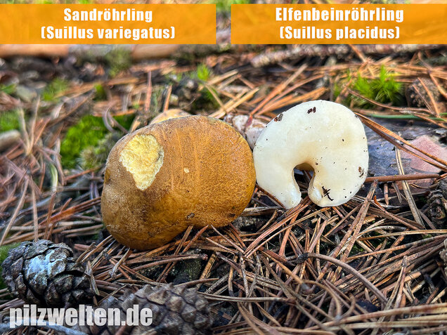 Elfenbeinröhrling, Weymouthsröhrling, Suillus placidus