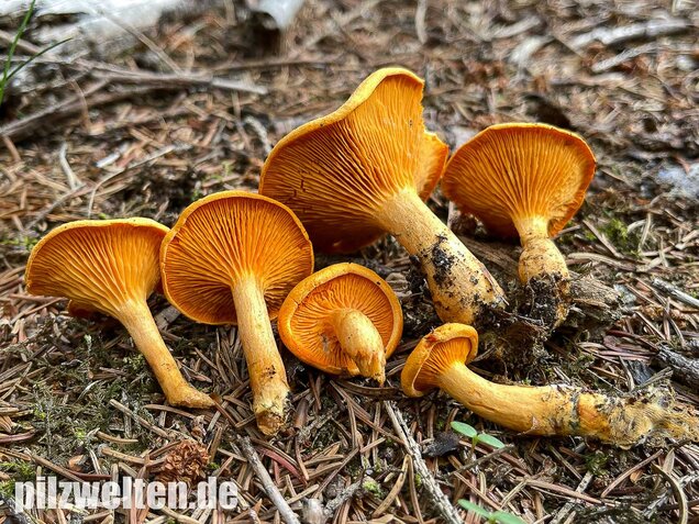 Falscher Pfifferling, Afterleistling, Hygrophoropsis aurantiaca